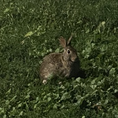 Sylvilagus floridanus