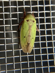 Ponana