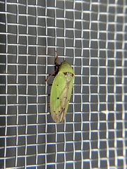 Ponana