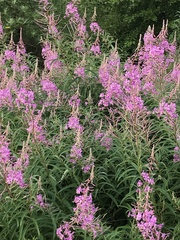 Chamaenerion angustifolium