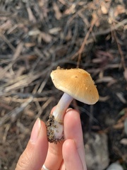 Cortinarius bellus