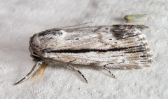 Catabenoides