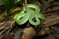 Trimeresurus vogeli
