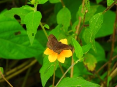 Bolla brennus