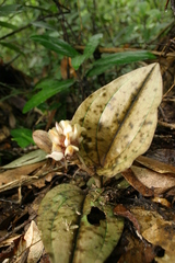 Nephelaphyllum pulchrum