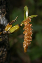 Pholidota recurva