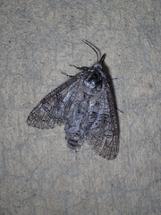 Prionoxystus macmurtrei