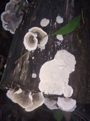 Fungi
