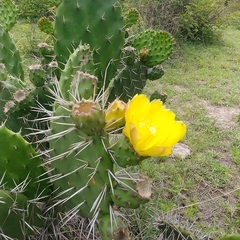 Opuntia deamii