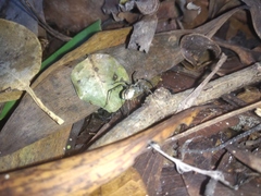 Arachnida