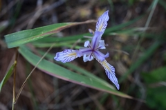 Iris hartwegii