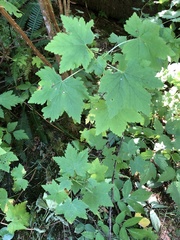 Ribes laxiflorum