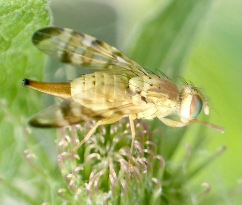 Banded Burdock Fly, Lexmond, Lexmond, Zuid-Holland, NL, photo 7 of 10