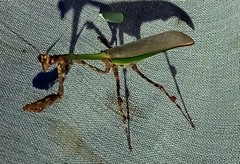 Vates pectinata