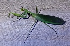 Macromantis nicaraguae