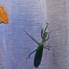 Macromantis nicaraguae