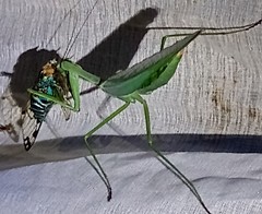 Macromantis nicaraguae