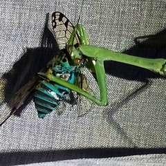Macromantis nicaraguae