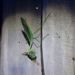 Macromantis nicaraguae