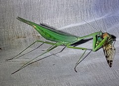 Macromantis nicaraguae