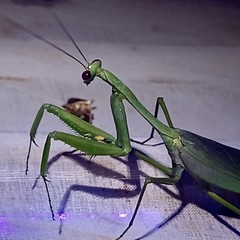 Macromantis nicaraguae