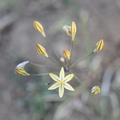 Triteleia ixioides