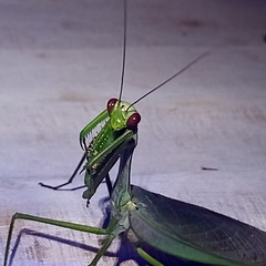Macromantis nicaraguae