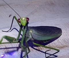 Macromantis nicaraguae