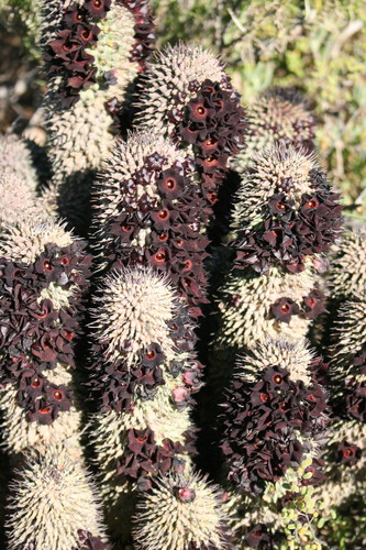 Hoodia pilifera (L.f.) Plowes 3