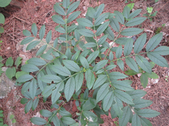 Dictamnus dasycarpus