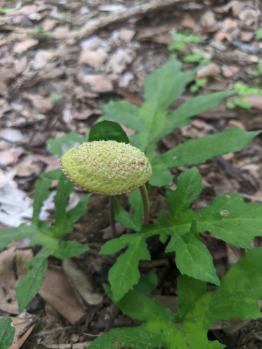 Dorstenia drakena