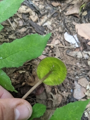 Dorstenia contrajerva