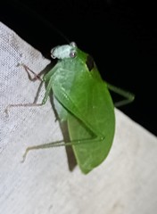 Phylloptera dimidiata