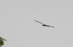 Nisaetus cirrhatus limnaeetus