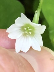 Oxalis trilliifolia