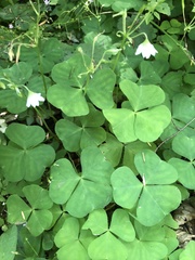 Oxalis trilliifolia