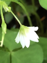 Oxalis trilliifolia