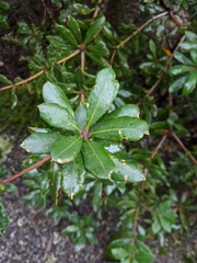Banksia saxicola