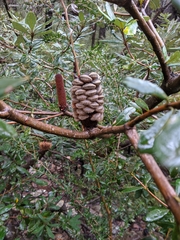 Banksia saxicola