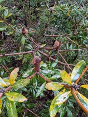 Banksia saxicola