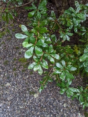 Banksia saxicola