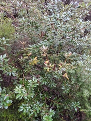 Banksia saxicola