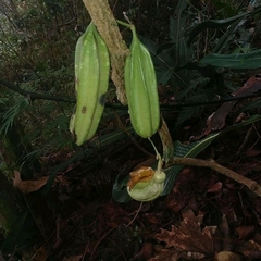 Aristolochia stevensii