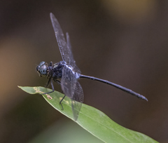 Pornothemis starrei