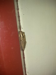 Polypedates maculatus