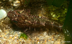 Oligocottus snyderi