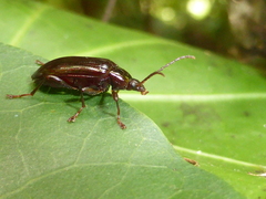 Tanychilus