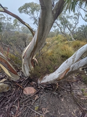 Eucalyptus pauciflora parvifructa