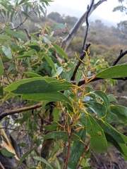Eucalyptus pauciflora parvifructa