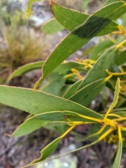 Eucalyptus pauciflora parvifructa